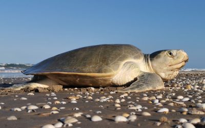 Endangered Species Conservation Fund (FONCER)