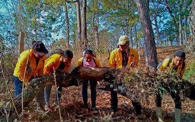 Fire Management and Restoration Fund (FOMAFUR)