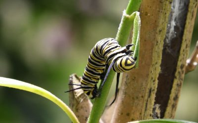 Fondo Mariposa Monarca